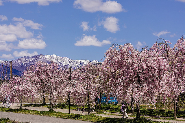 東北十大賞櫻景點：喜多方枝垂櫻花瀑布隧道_img_21